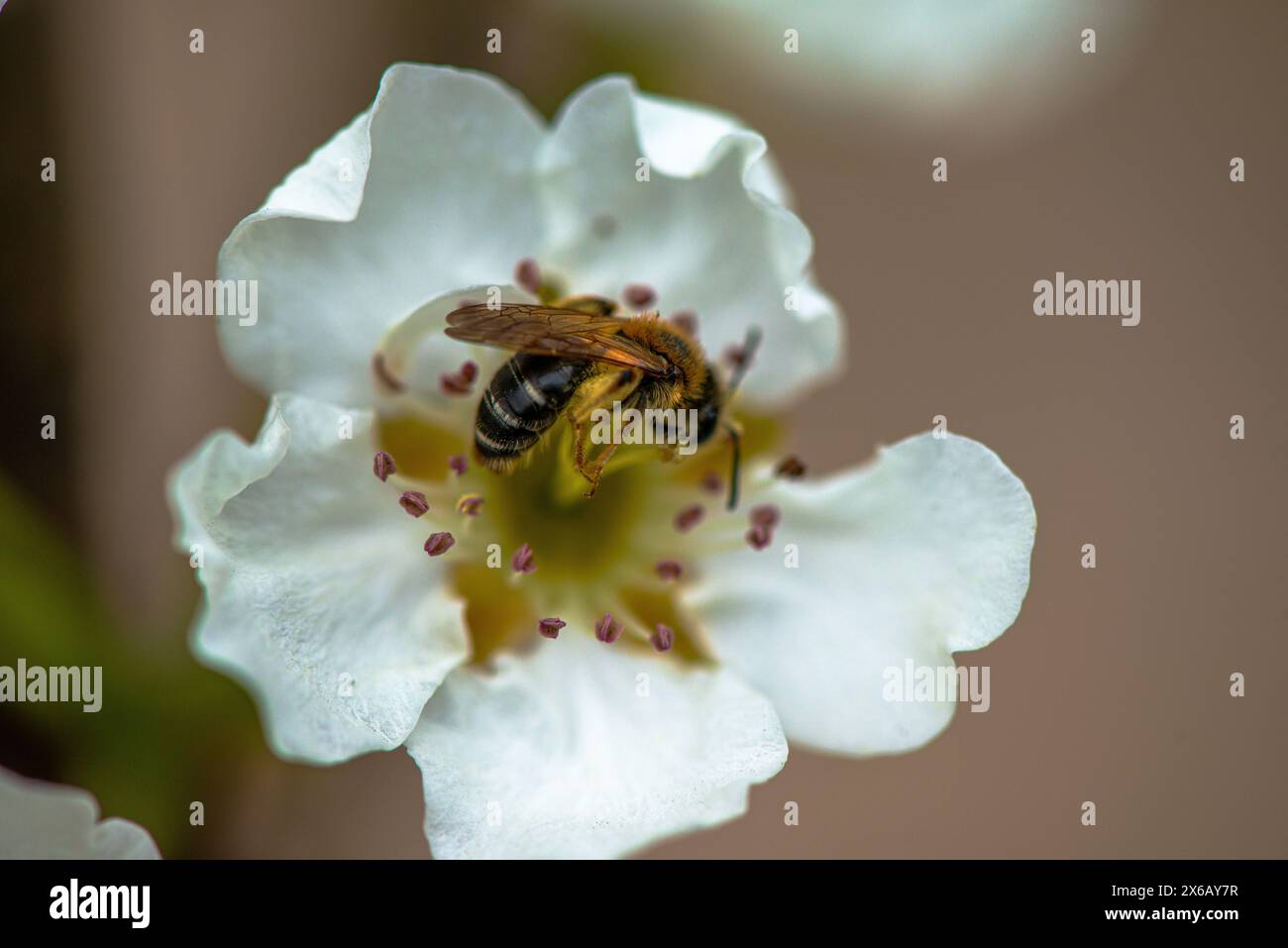 Une macro photographie détaillée capturant la beauté complexe d'une abeille sur une fleur blanche, la pollinisation en action. Banque D'Images