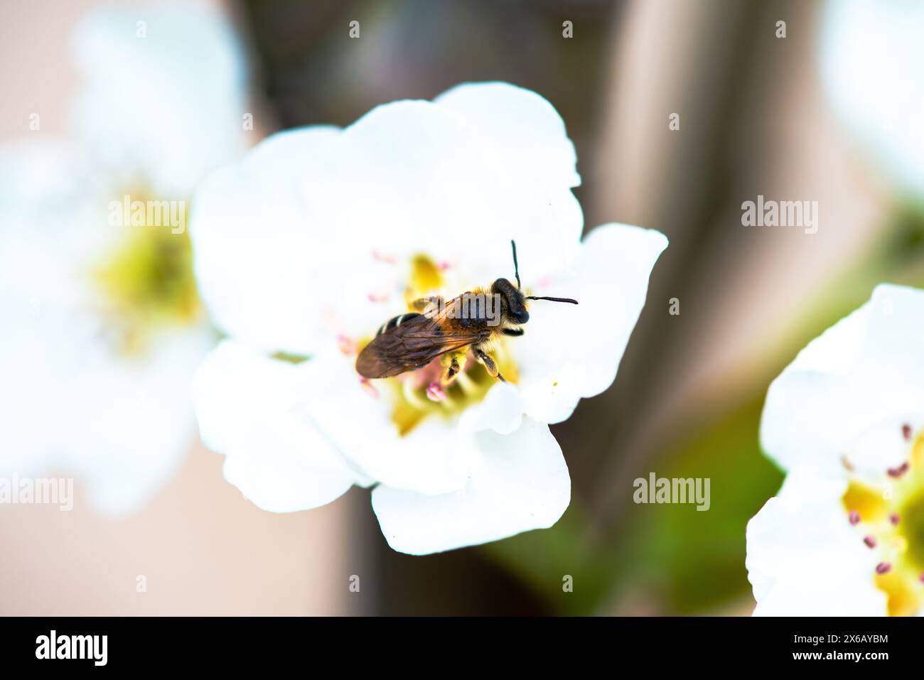 Une macro photographie détaillée capturant la beauté complexe d'une abeille sur une fleur blanche, la pollinisation en action. Banque D'Images