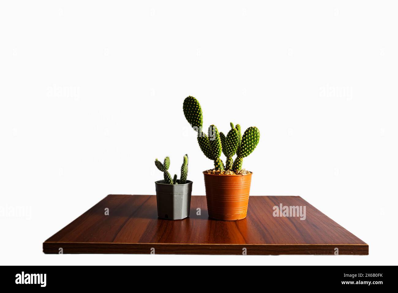 Petit cactus dans un vase serti sur contreplaqué. et fond bleu Banque D'Images