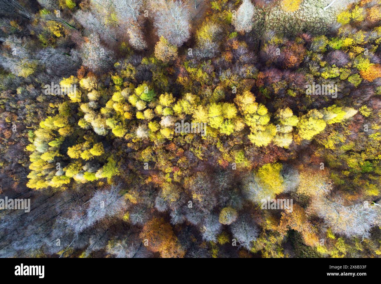 Automne dans la forêt vue aérienne de dessus. Forêt mixte. Lumière douce dans les bois de campagne ou le parc. Drone Shoot au-dessus de texture verte colorée dans la nature Banque D'Images