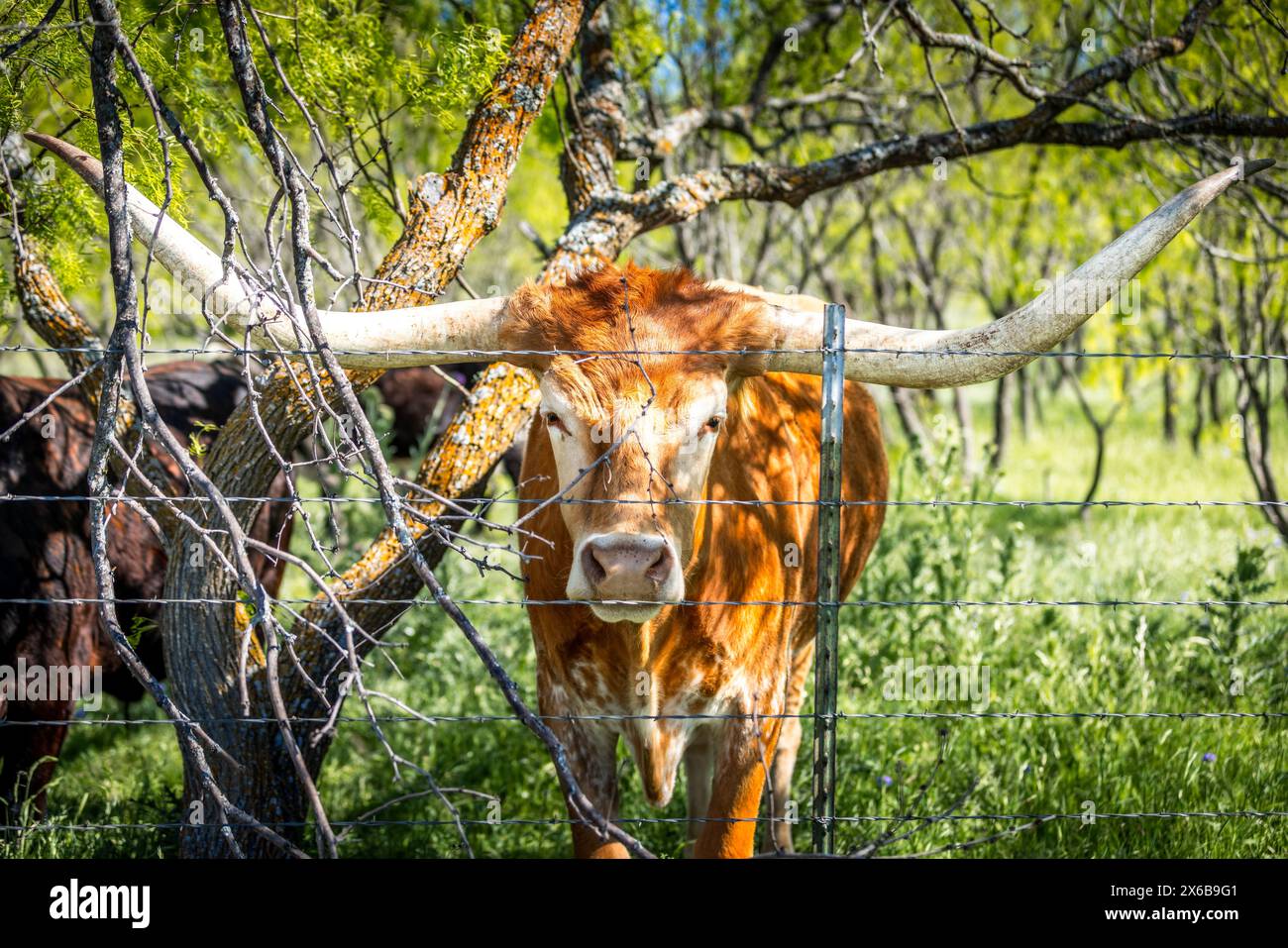 Vache longhorn Texas derrière une clôture de barbelés Banque D'Images