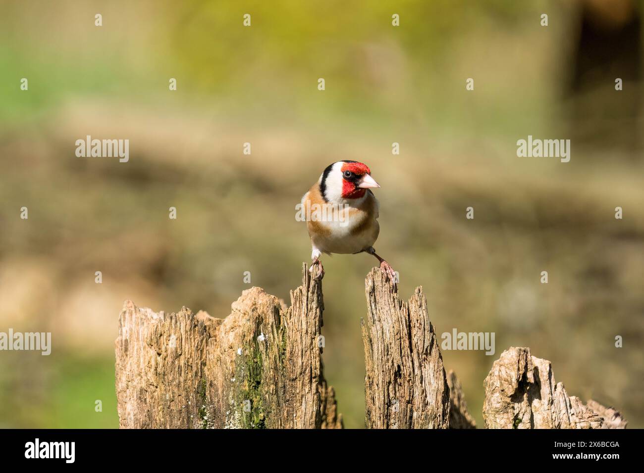 Goldfinch mâle adulte (Carduelis carduelis) perché sur une souche d'arbre en décomposition. Ringford Écosse Royaume-Uni. Avril 2024 Banque D'Images