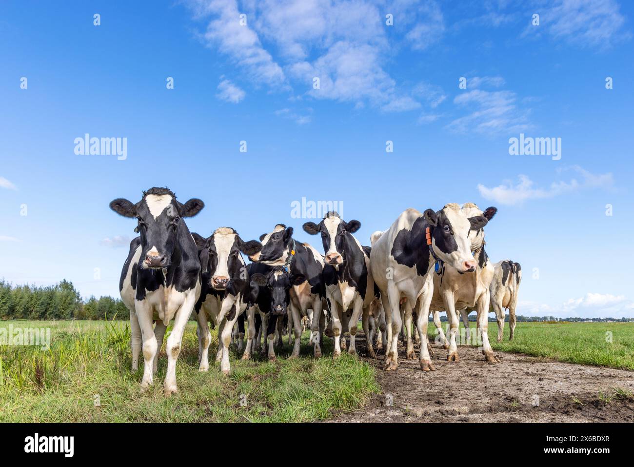 Emballez les vaches au premier rang, un troupeau noir et blanc, regroupez-vous dans un champ, heureux et joyeux dans un champ vert et un ciel bleu Banque D'Images