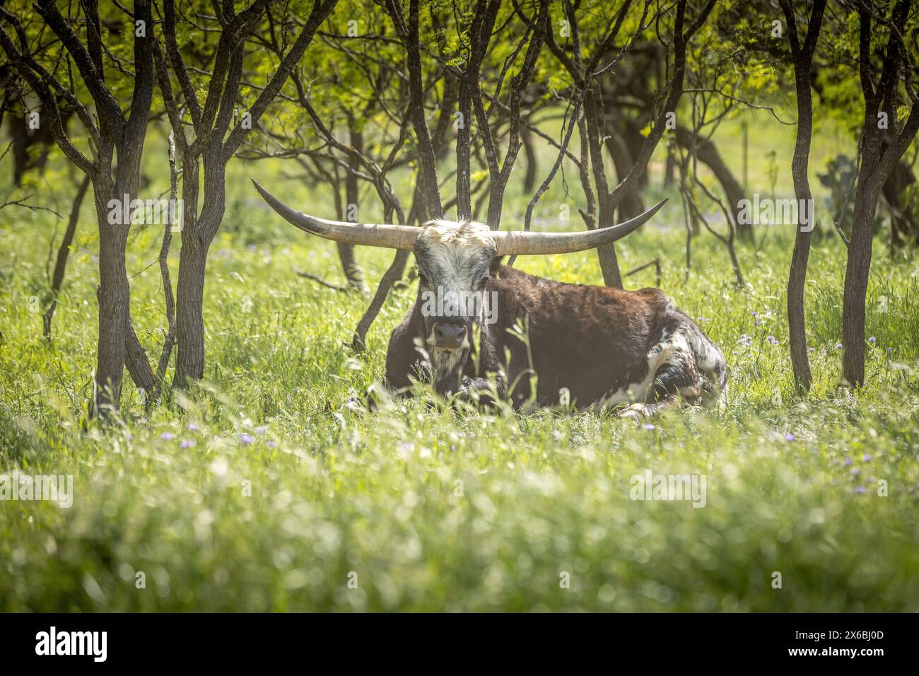 Vache longue corne Texas couchée dans l'herbe verte luxuriante Banque D'Images