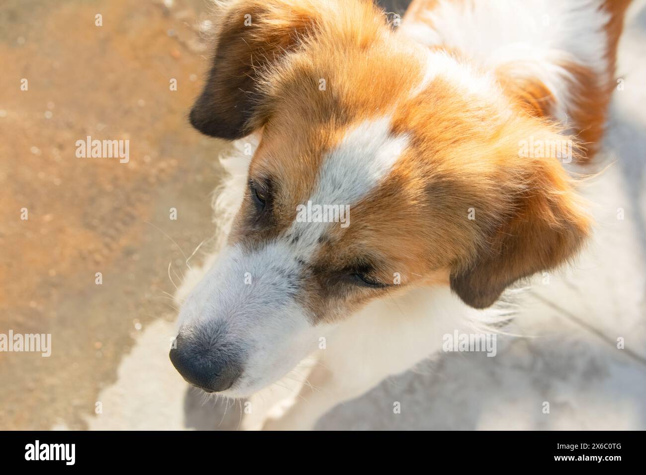 Portrait en gros plan de triste chien brun et blanc couché dans la rue. vie de chien Banque D'Images