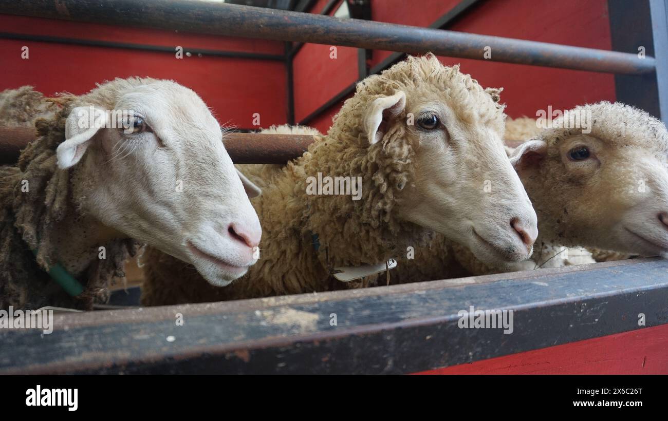 Mouton ou Domba dans l'enclos des animaux en préparation du sacrifice sur l'Aïd al-Adha Banque D'Images
