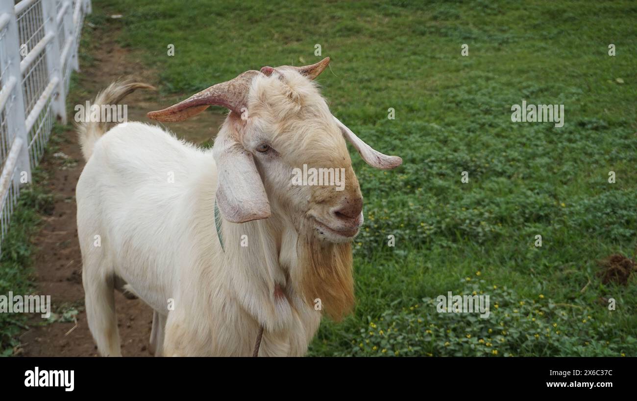 Mouton ou Domba dans l'enclos des animaux en préparation du sacrifice sur l'Aïd al-Adha Banque D'Images