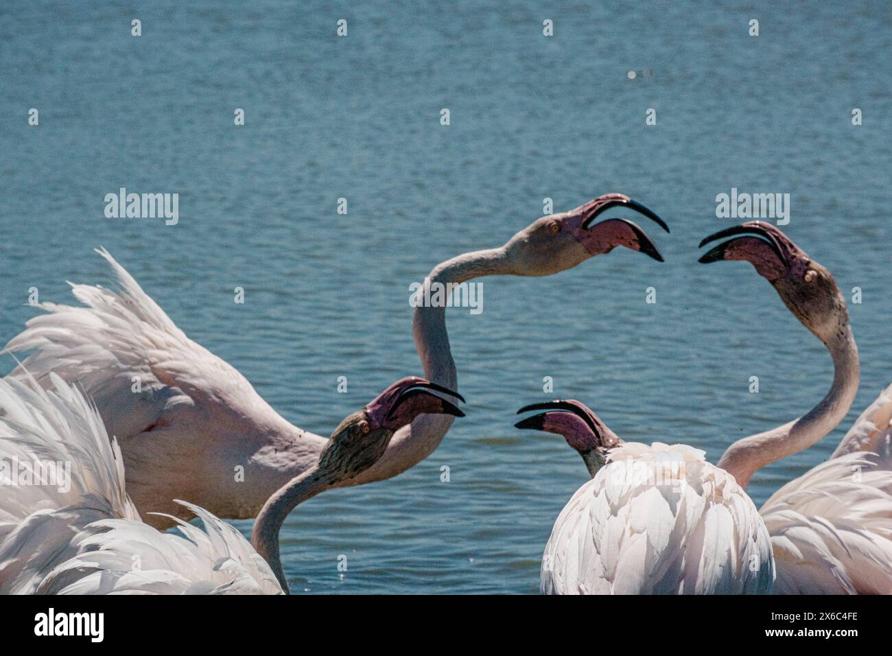 Flamants roses vocalisants, becs vibrants, Parc ornithologique, fond d'eau. Banque D'Images