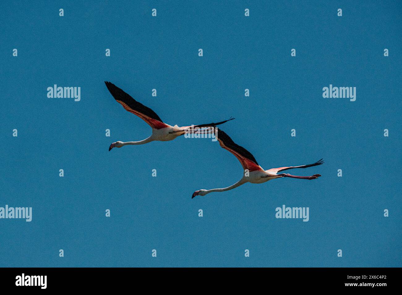 Deux flamants roses en vol contre un ciel bleu clair Banque D'Images