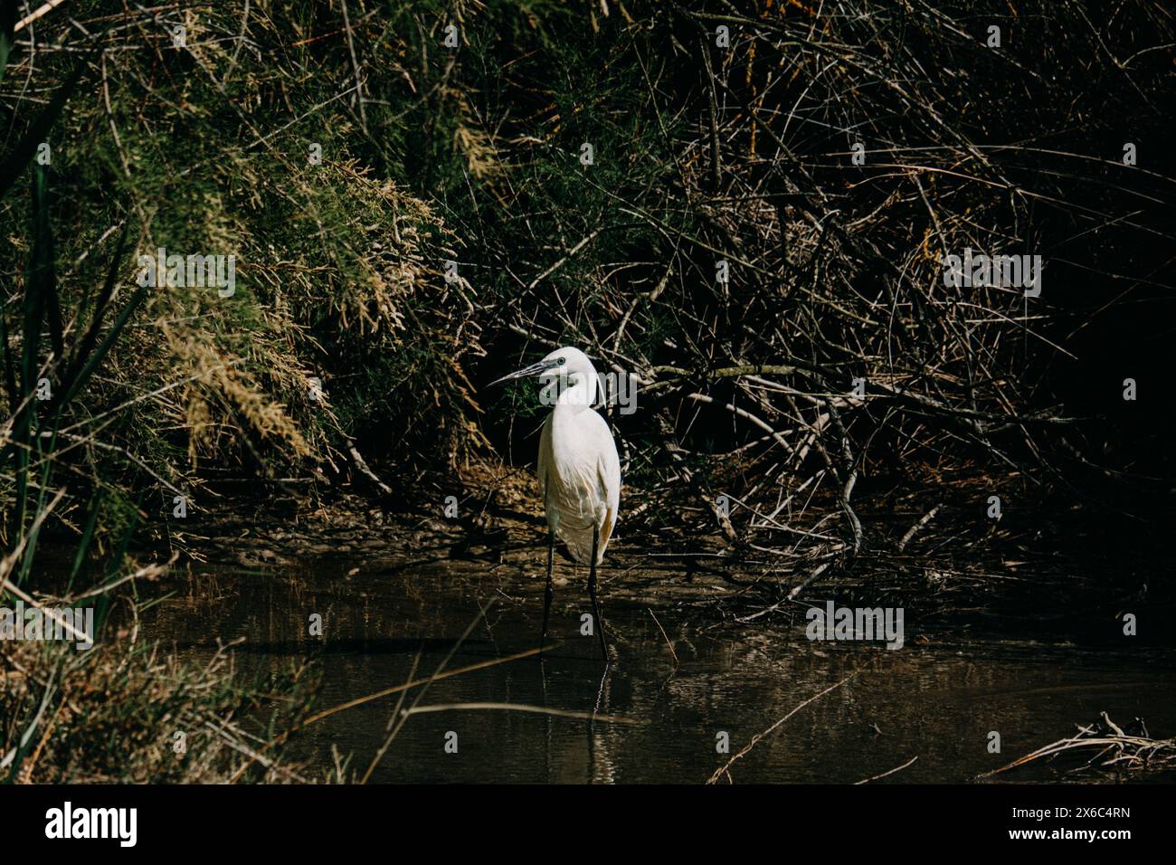 Élégante aigrette blanche debout dans un cours d'eau marécageux Banque D'Images
