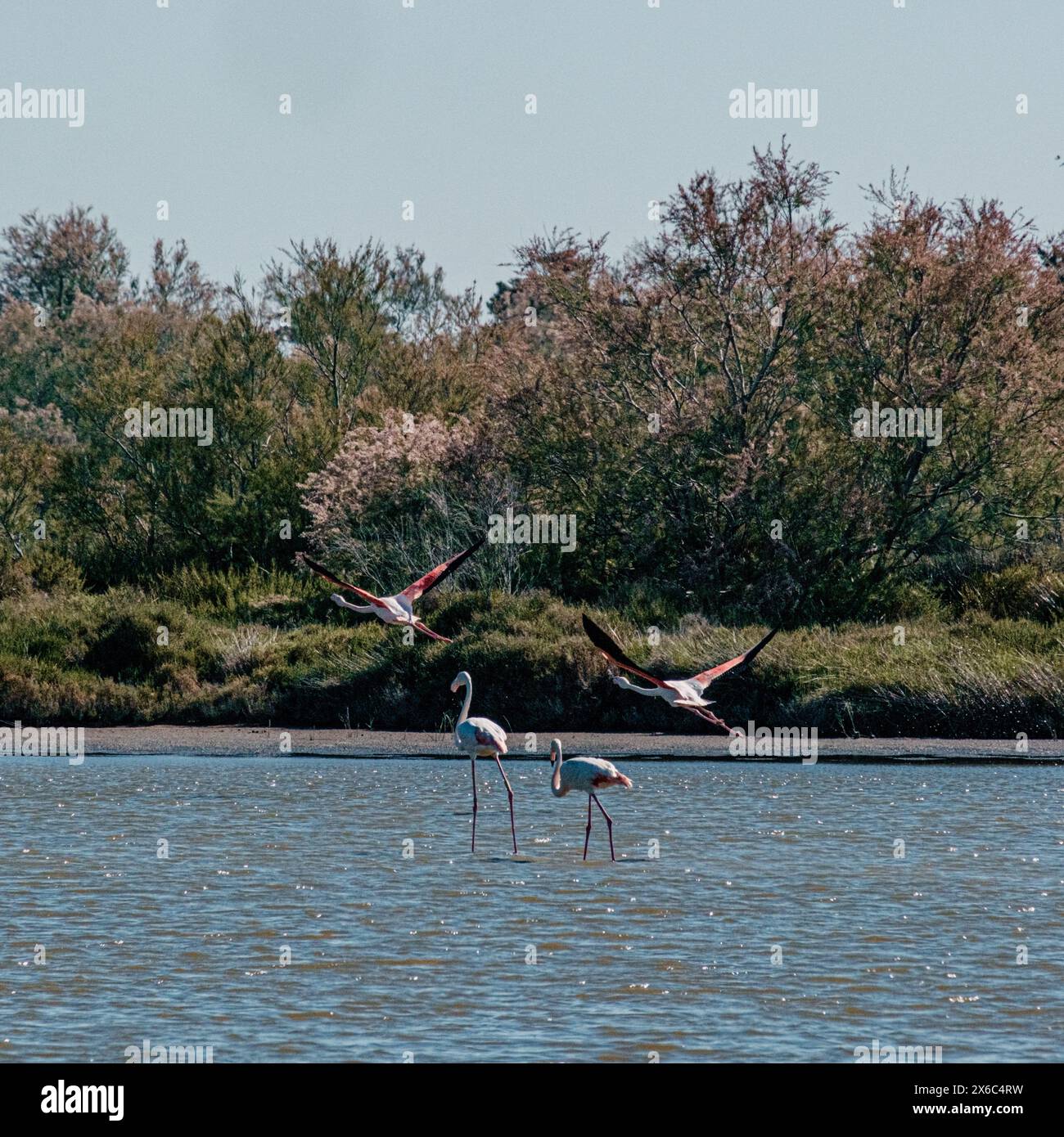 Flamants roses en vol et pataugeoire au Parc ornithologique de Pont de Gau, France Banque D'Images