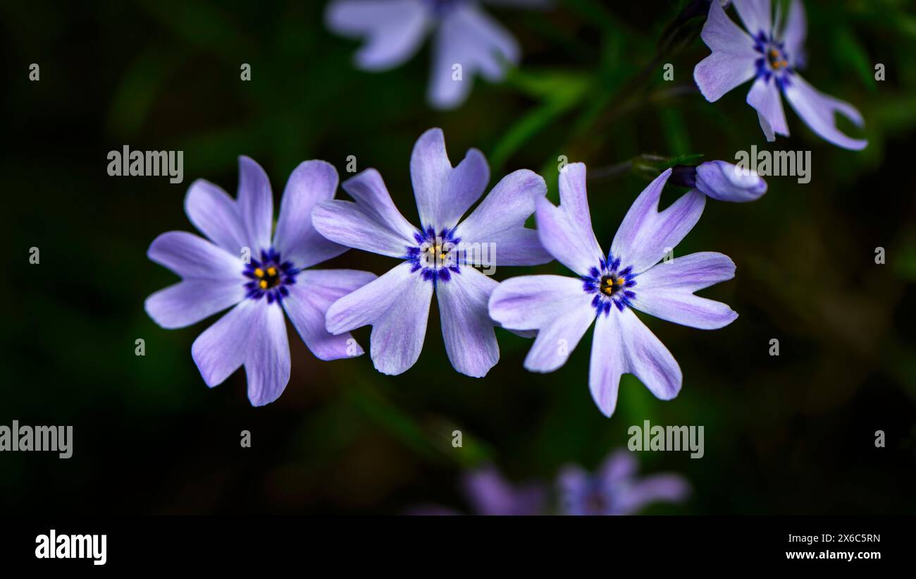 Phlox subulata - (gros plan sur les plantes de couverture végétale vivaces à floraison printanière violette, bokeh) - parterre de jardin de campagne anglais, West Yorkshire Angleterre Royaume-Uni. Banque D'Images