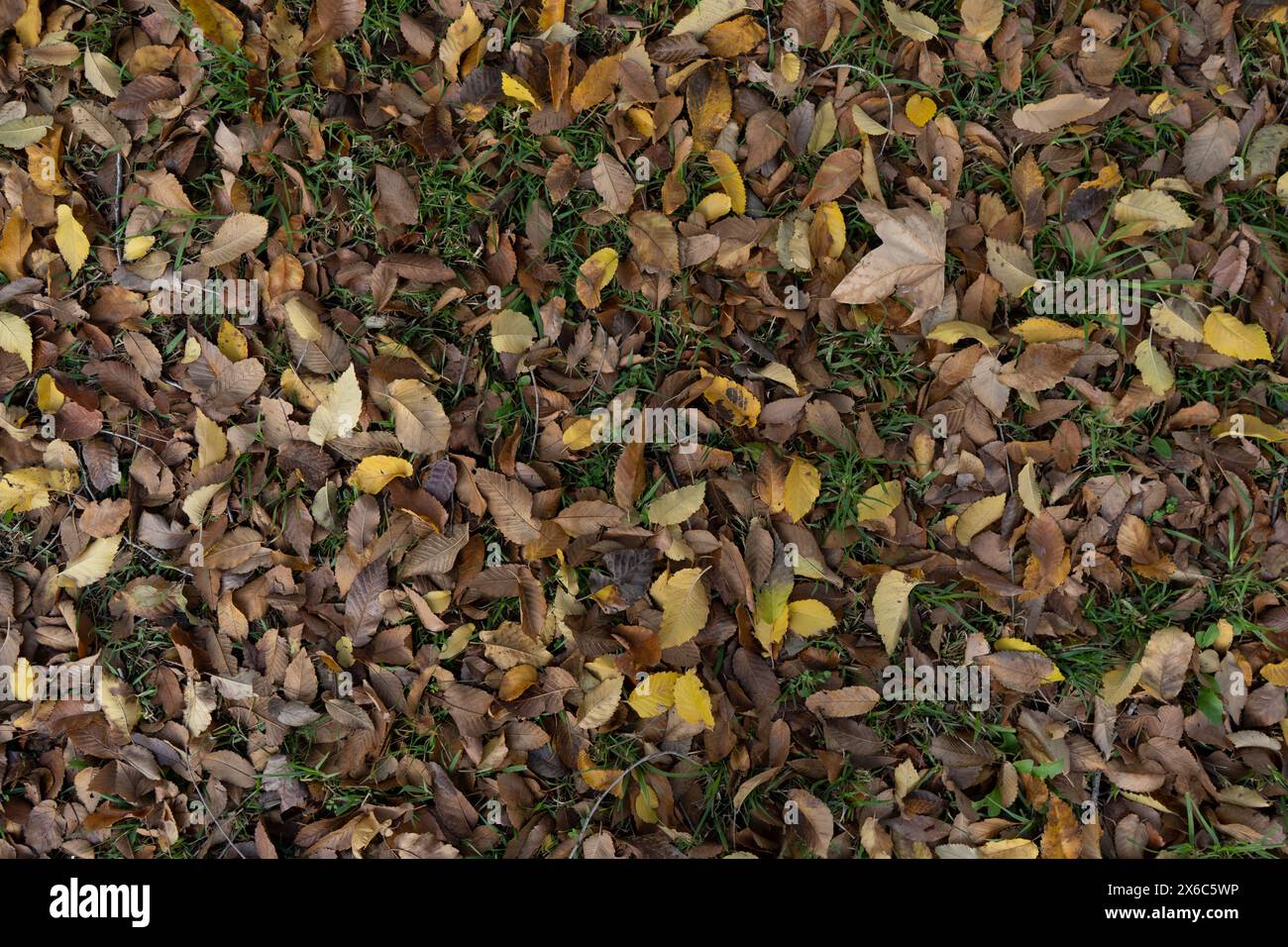 Gros plan des feuilles d'automne sèches à divers stades de décomposition, dispersées sur un fond d'herbe verte. Image avec des teintes de marron, jaune et vert créant Banque D'Images