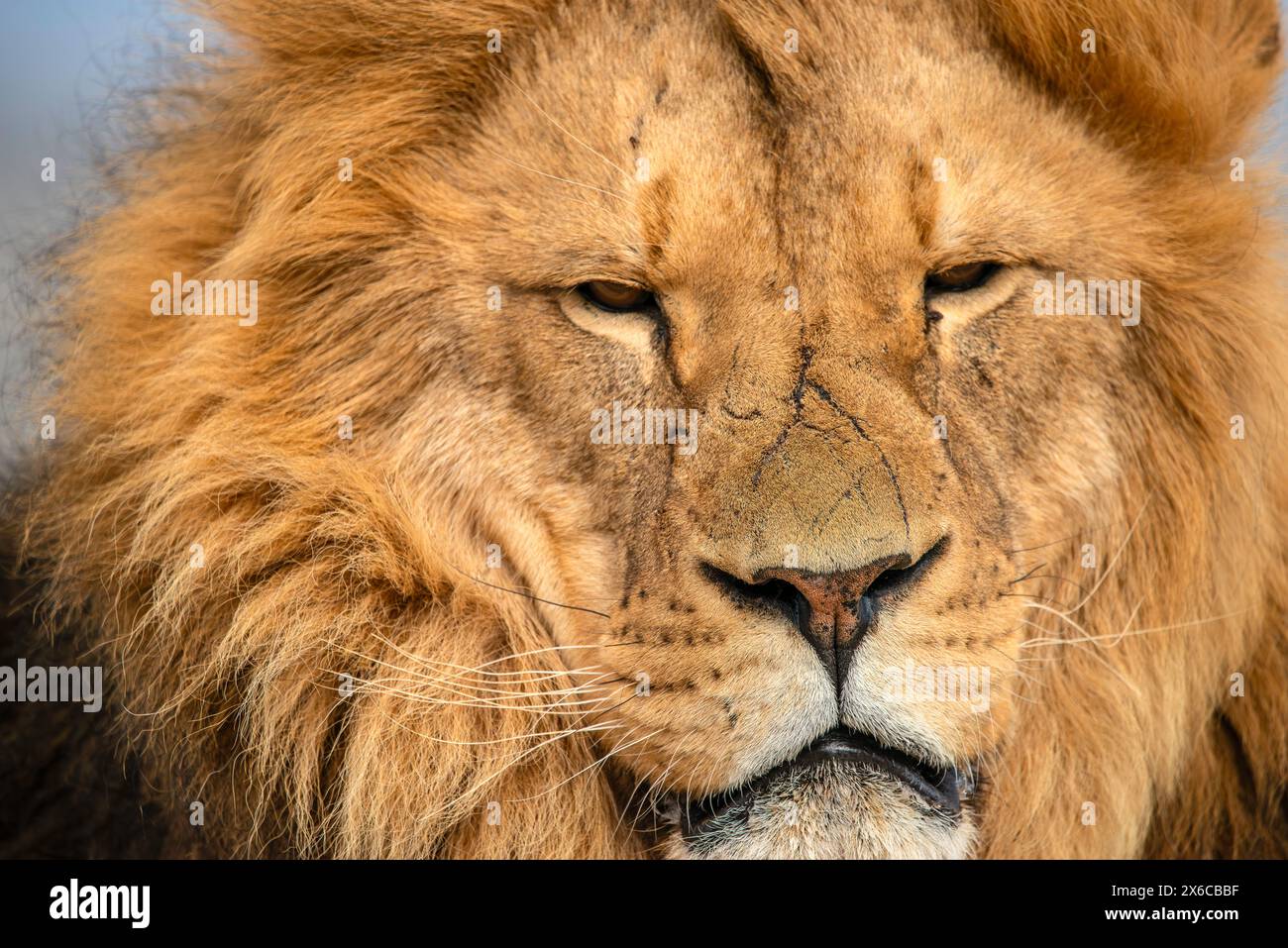 Lion d’Afrique Banque D'Images