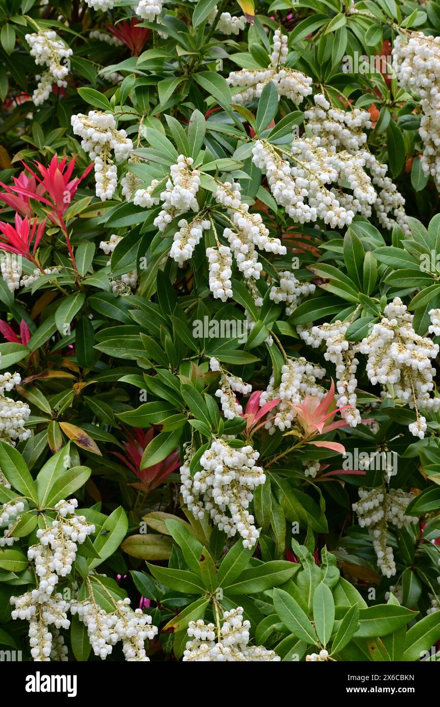 Pieris japonica 'Forest Flame' - andromède japonaise, Norfolk, Angleterre, Royaume-Uni Banque D'Images