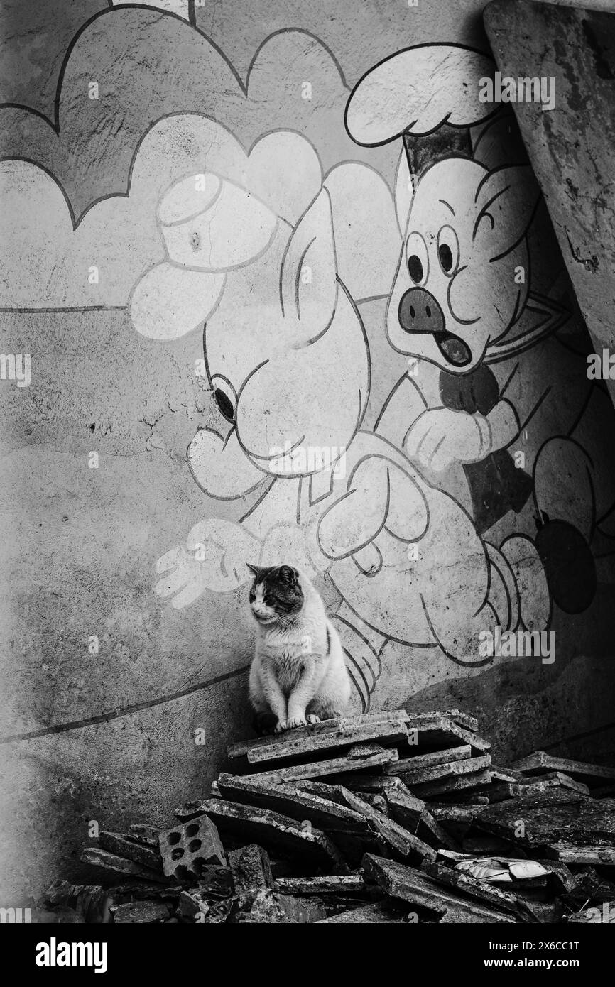 Chat errant en noir et blanc Banque D'Images