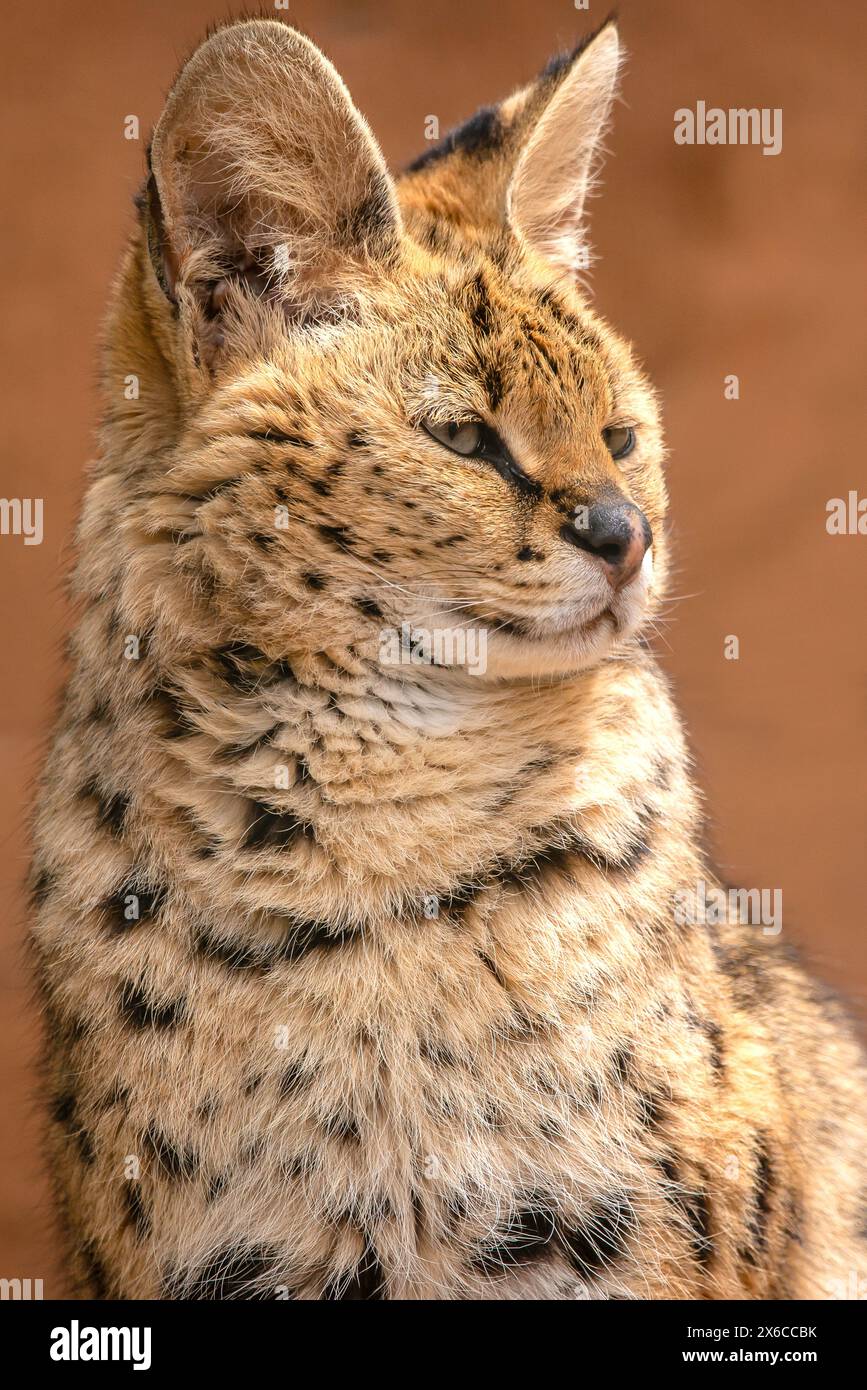 Chat Serval Banque D'Images