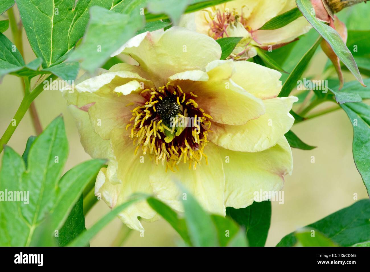 Paeonia 'Amber Moon' Peeonia lutea arbre hybride pivoines Banque D'Images