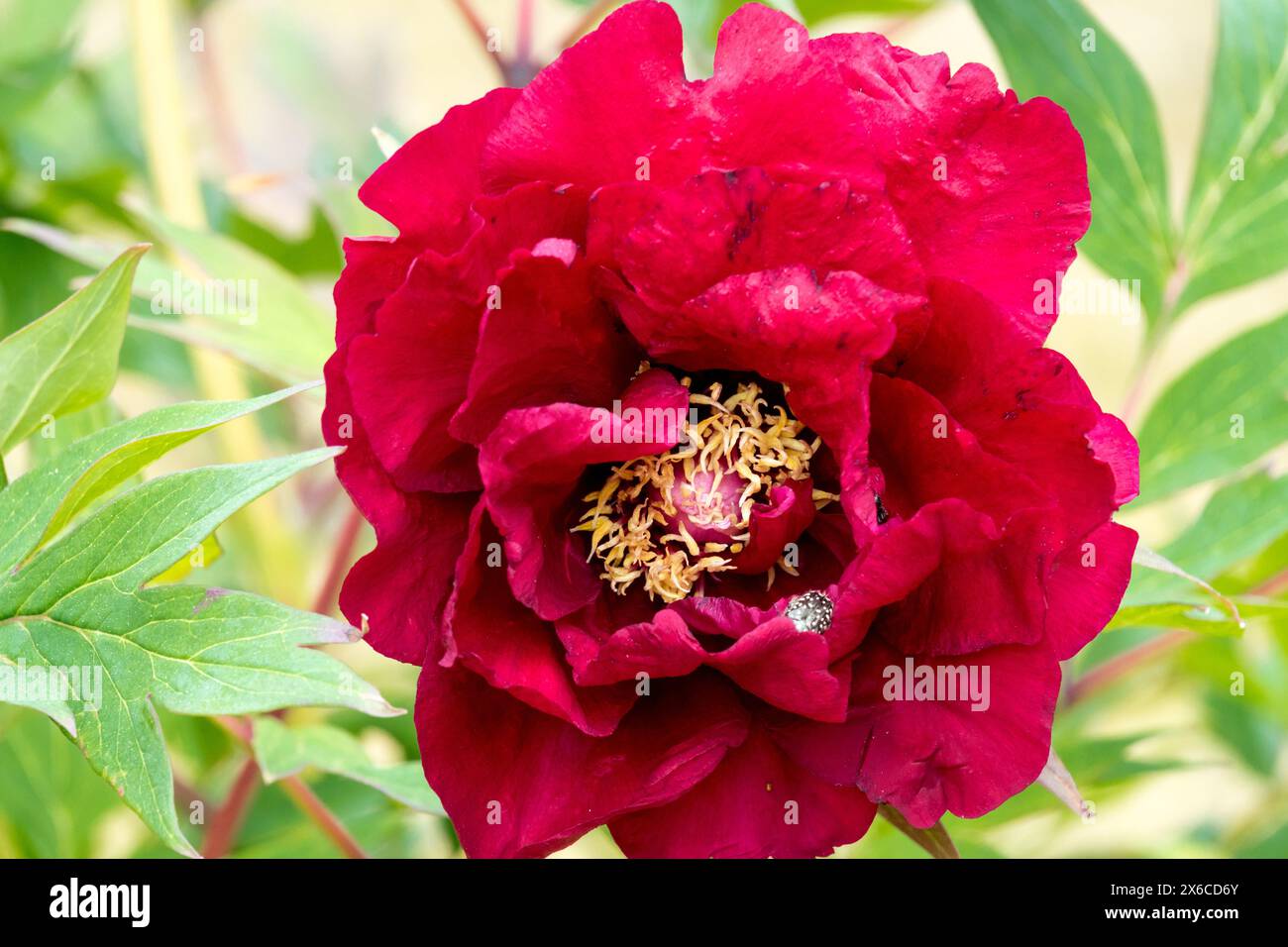 Rouge, Paeonia 'Hephestos' Flower Flowers Blooming Blooms in Bloom, Paeonia lutea Hybrid Tree pivoines Banque D'Images
