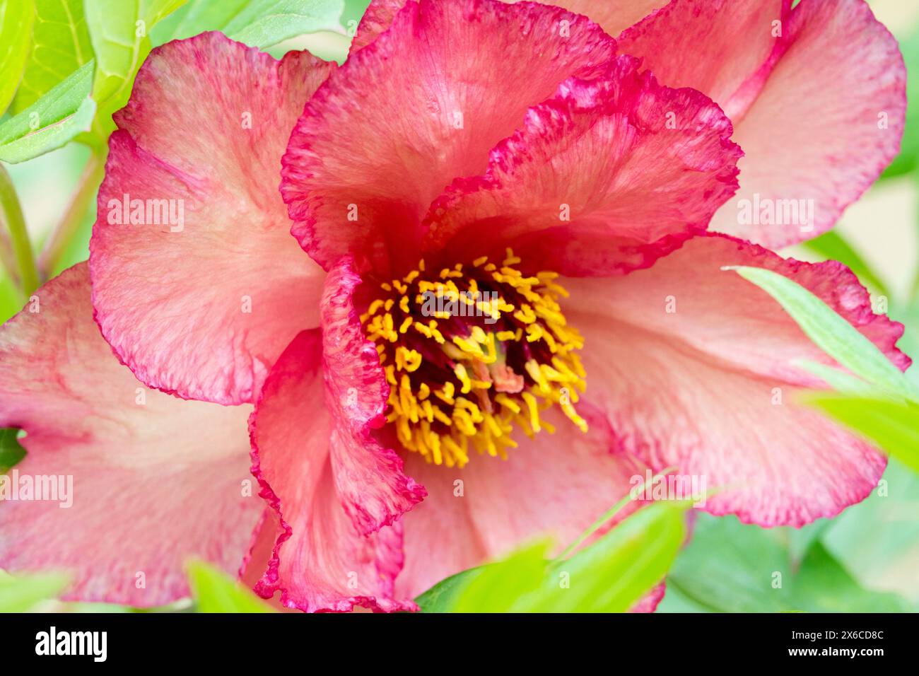 Rose rouge Paeonia 'Hesperus' mai printemps, fleur fleurs floraison floraison en fleur, tête Paeonia lutea arbre hybride pivoines Banque D'Images