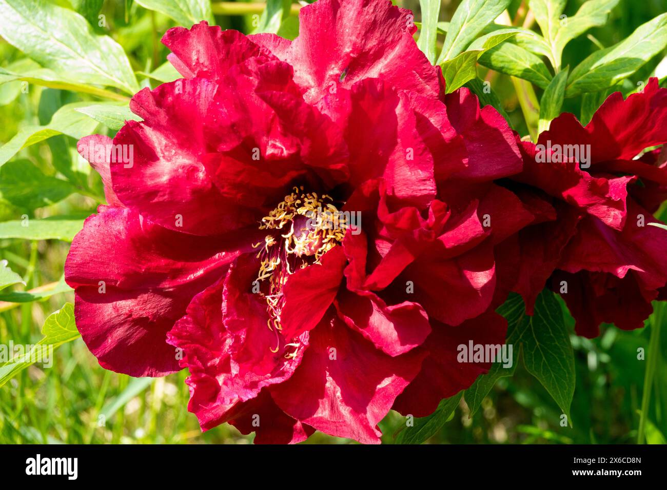 Red Paeonia 'Pluton' Head Flower Flowers Blooming Blooms floraison in Bloom, Paeonia lutea Hybrid Tree pivoines Banque D'Images