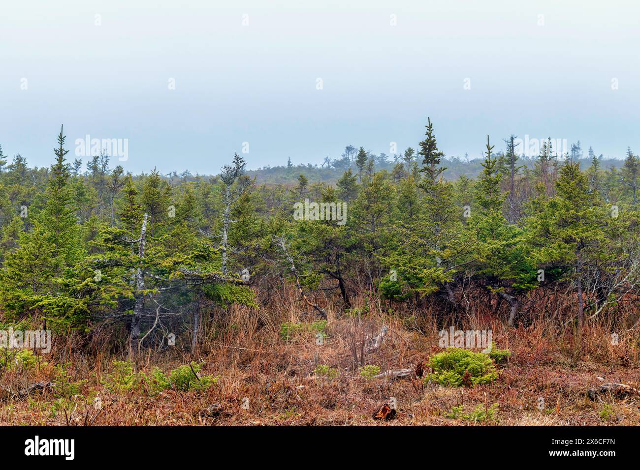 Hillside dans le brouillard Banque D'Images