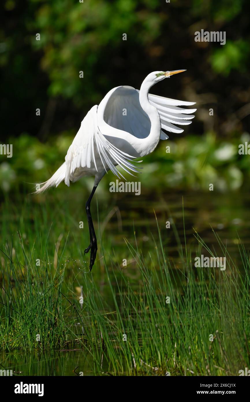 Une grande aigrette (Ardea alba) dans le plumage de reproduction au printemps dans le Michigan, USA. Banque D'Images