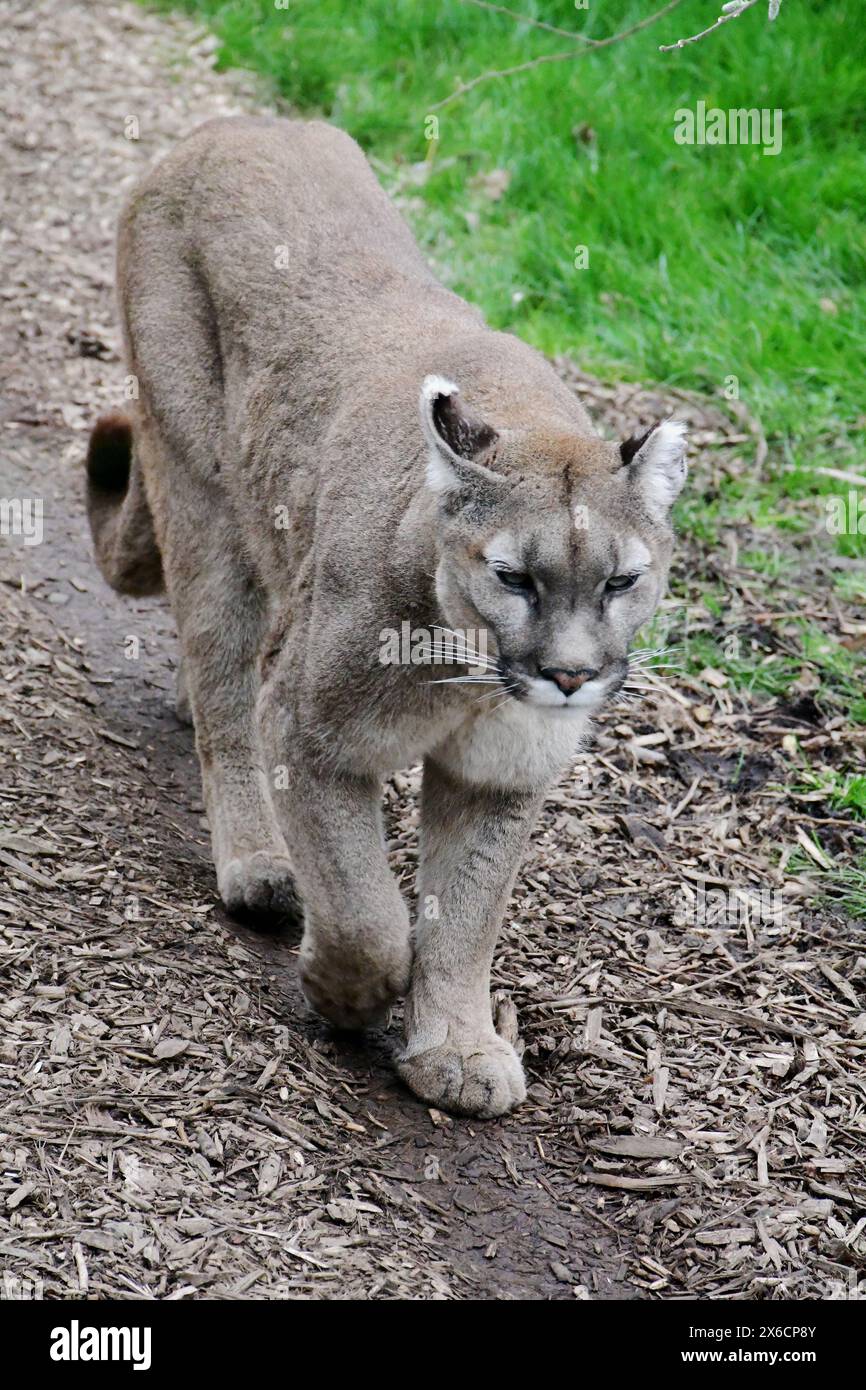Puma, Big Cat Sanctuary, Smarden, près d'Ashford, Kent, Angleterre, Royaume-Uni Banque D'Images