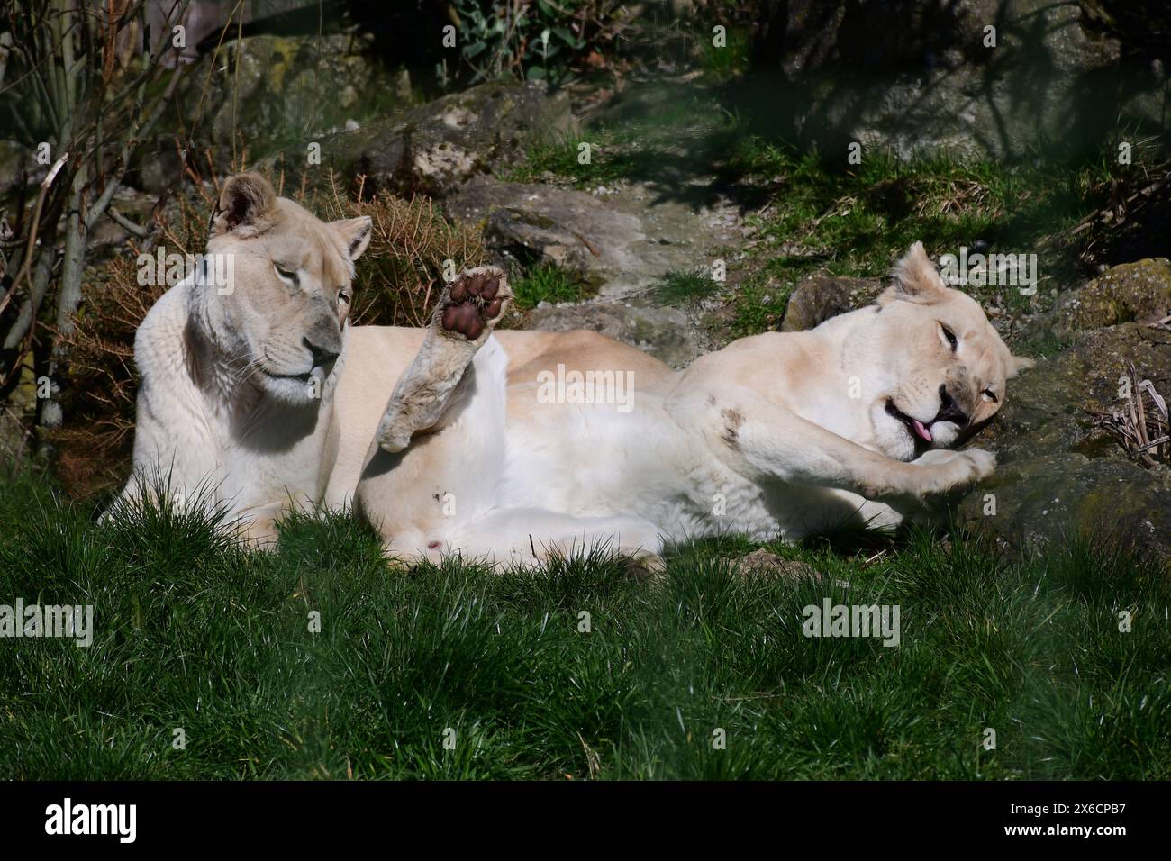 White Lions, Big Cat Sanctuary, Smarden, Kent, Angleterre, ROYAUME-UNI Banque D'Images