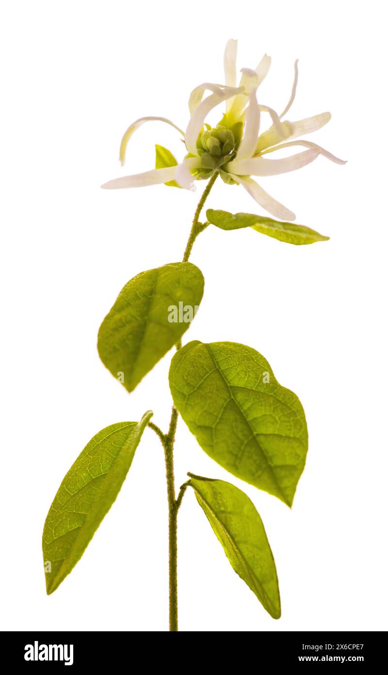 Fleur de frange blanche isolée sur fond blanc Banque D'Images Fleur de frange blanche isolée sur fond blanc Banque D'Images