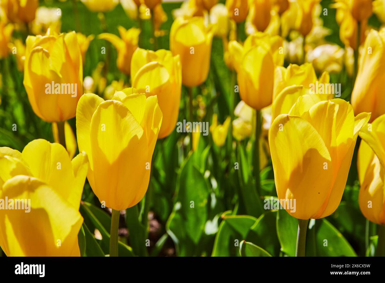 Tulipes jaune vif en plein soleil, vue au niveau des yeux dans le champ Banque D'Images