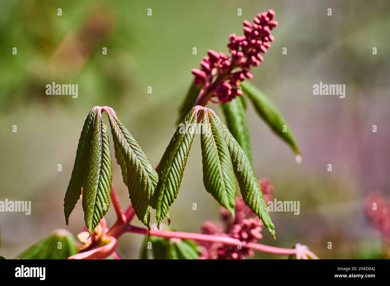 Gros plan de feuilles de châtaignier émergentes et de bourgeons roses à la lumière naturelle Banque D'Images