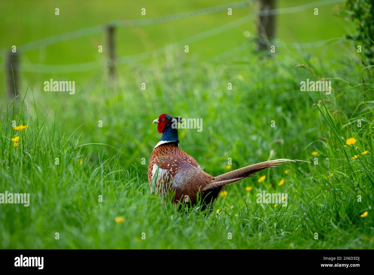 Un Pheasant mâle [Phasianus colchicus] s'éloignant de la caméra le long d'un chemin avec de longues herbes et des fleurs sauvages poussant dedans à côté d'une clôture. Banque D'Images