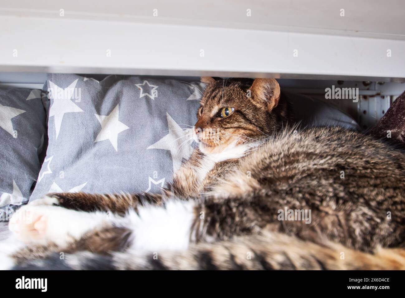 Chat avec moustaches couché confortablement sous une table gros plan Banque D'Images