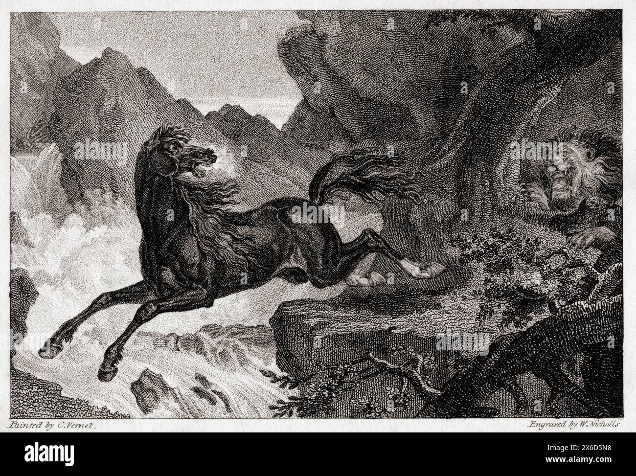 Cheval sauvage et lion. Après une gravure du XIXe siècle par W. Nicholls. Banque D'Images