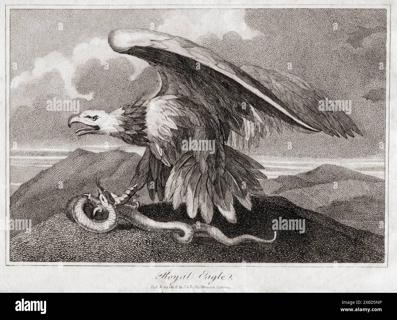 Royal Eagle, d'après une gravure datée de 1906. Banque D'Images