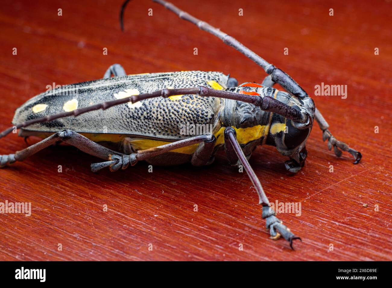 Batocera rubus ou Manggo Longhorn coléoptère est l'un des ravageurs pour la manggo, le durian et d'autres grands arbres. Les larves s'enfoncent dans l'arbre causant des dommages Banque D'Images