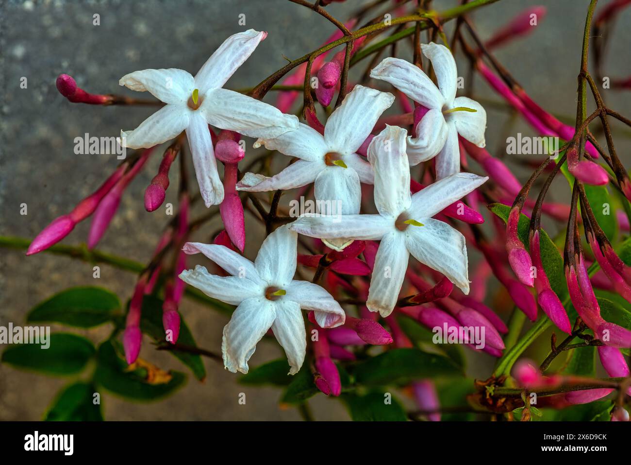 La floraison de la plante grimpante au jasmin de mars, Jasminum polyanthum. Abruzzes, Italie, Europe Banque D'Images