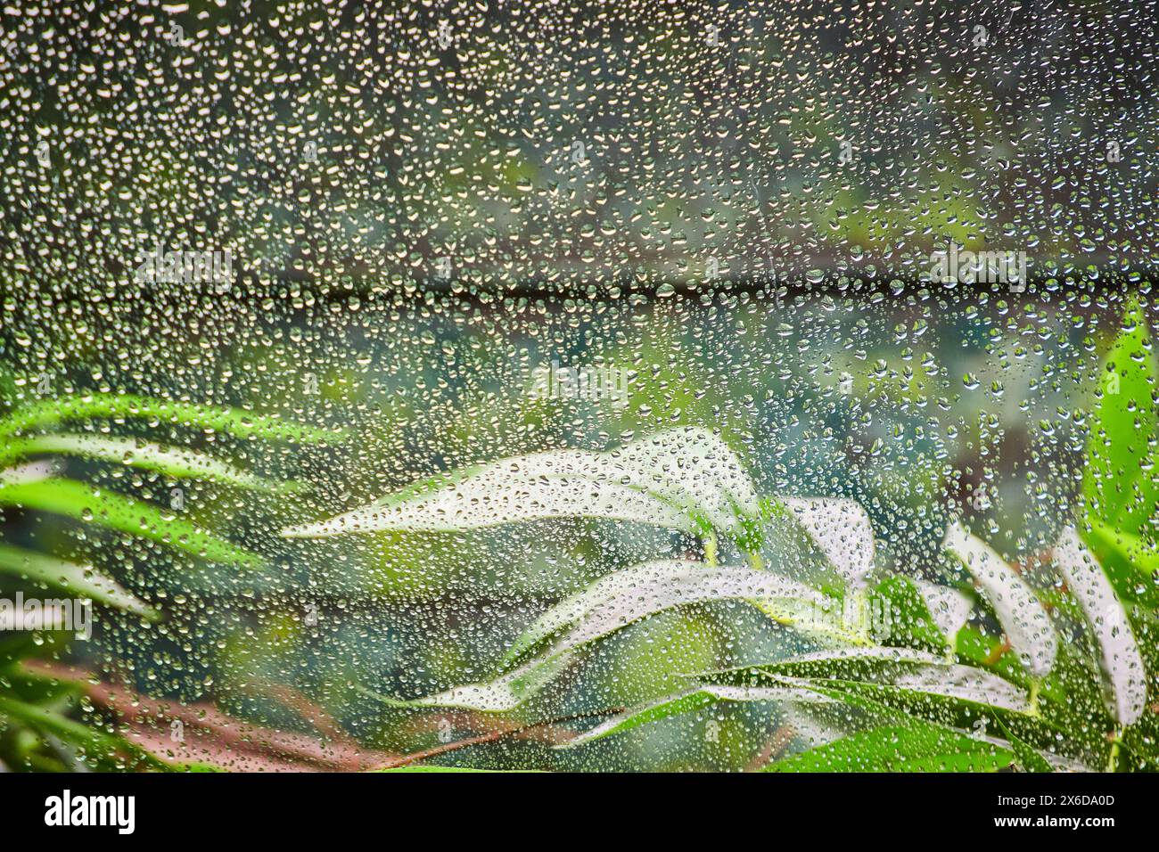 Gouttes de pluie sur la fenêtre avec fond de feuillage vert luxuriant Banque D'Images