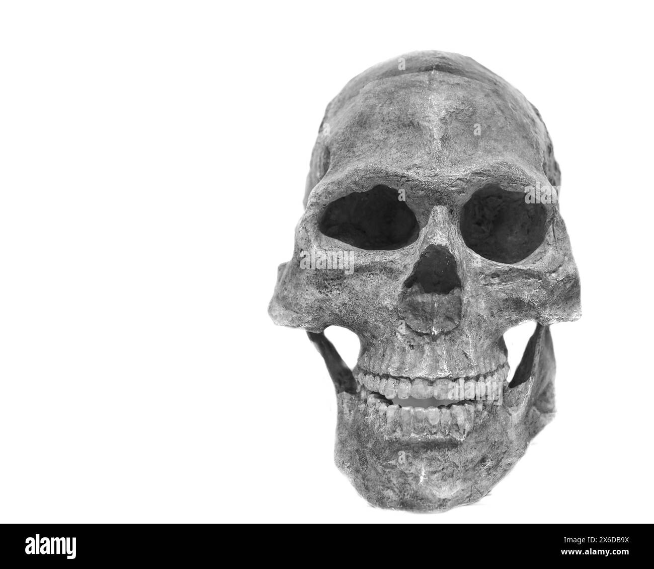 Crâne d'Homo sapiens (France, âge 28 000 ans), Musée national de Slovénie, Ljubljana, Slovénie. Banque D'Images
