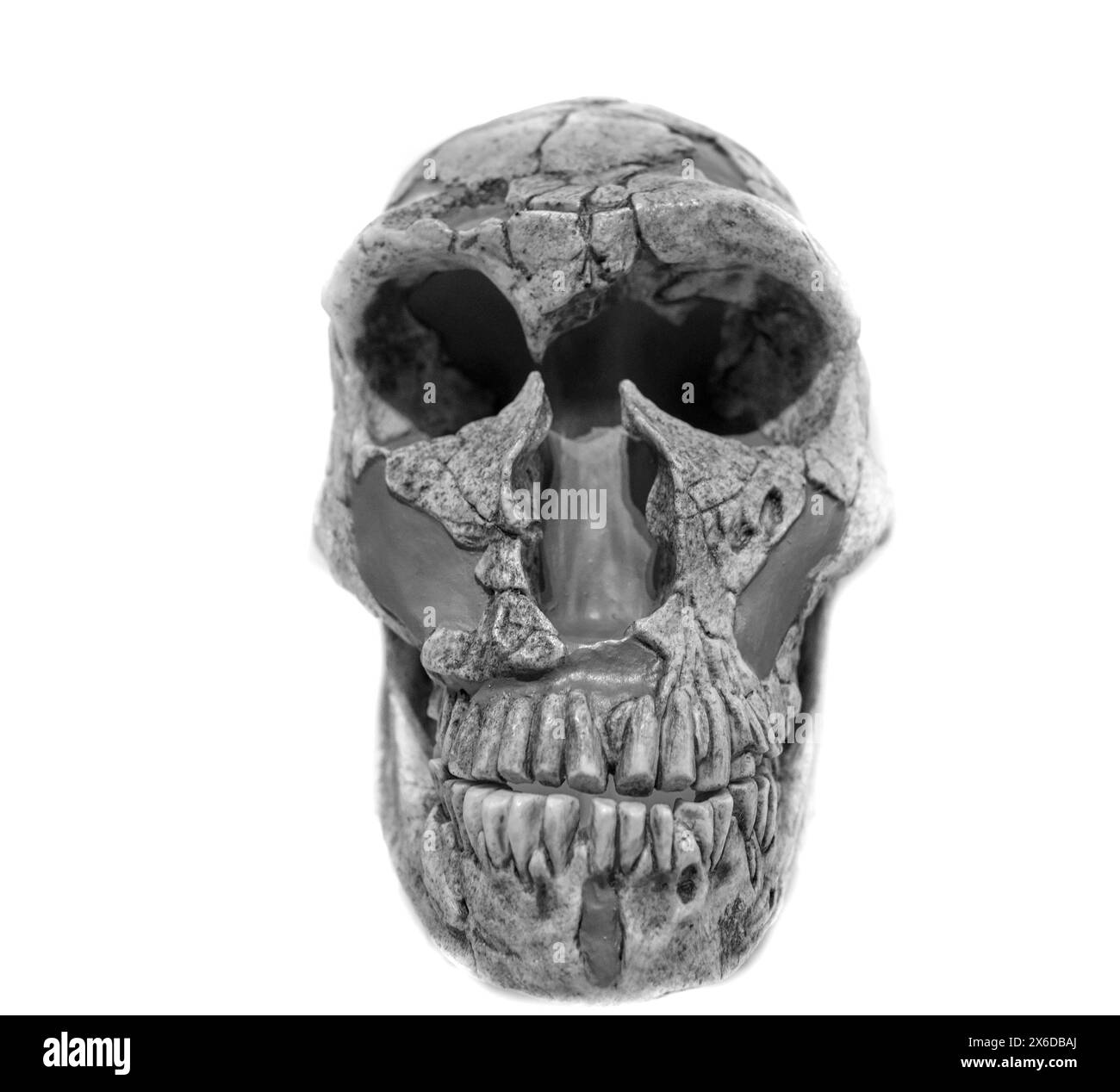Crâne d'Homo Sapiens Neanderthalensis (France, 50 000 ans), Musée national de Slovénie, Ljubljana, Slovénie. Banque D'Images