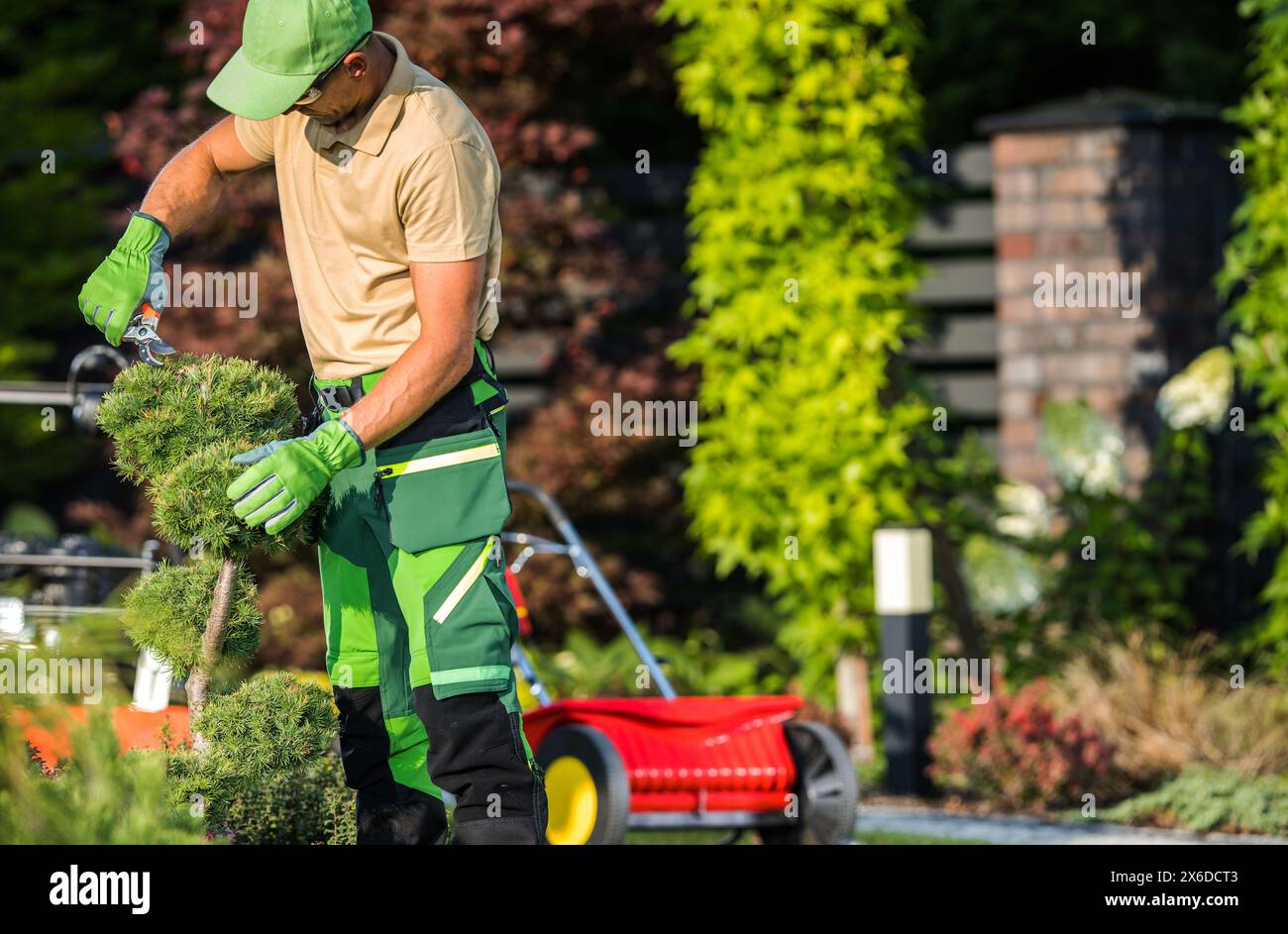 Pro Gardener façonner le sapin décoratif à l'aide d'un sécateur de jardin Banque D'Images