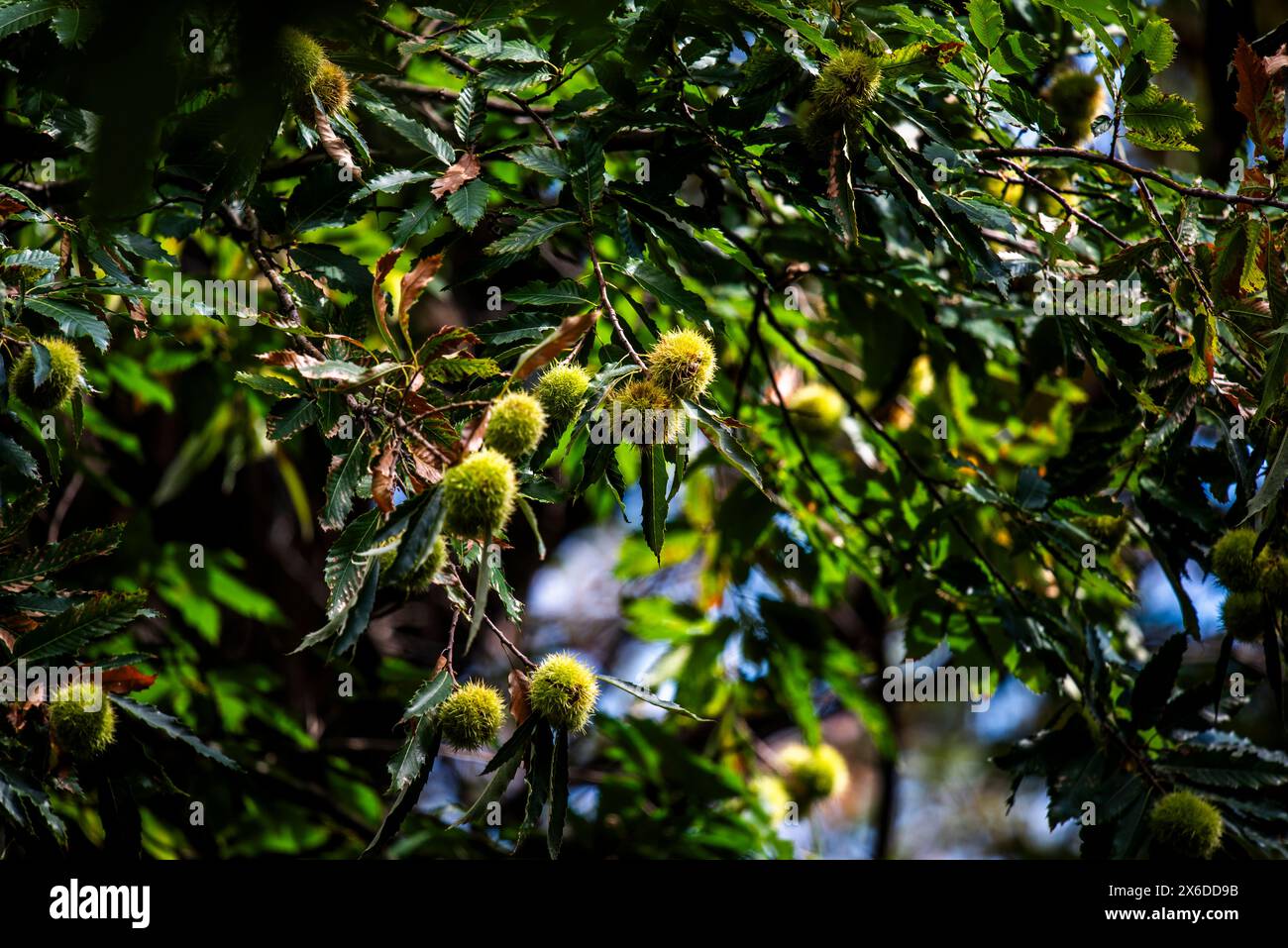 Gros plan d'un hérisson châtaignier Castanea sativa encore vert sur l'arbre photographié avec les feuilles vertes au printemps d'un châtaignier dans les bois dedans Banque D'Images