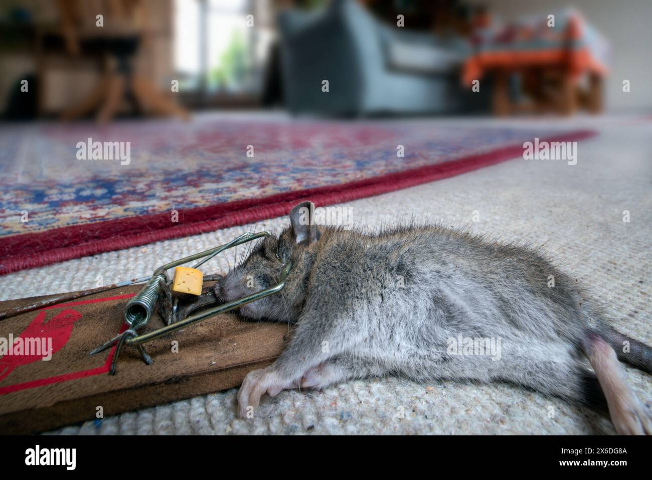 Jeune rat brun / rat commun / rat norvégien / rat norvégien (Rattus norvegicus) juvénile piégé / tué dans une barre à ressort piège à souris à l'intérieur de la maison Banque D'Images