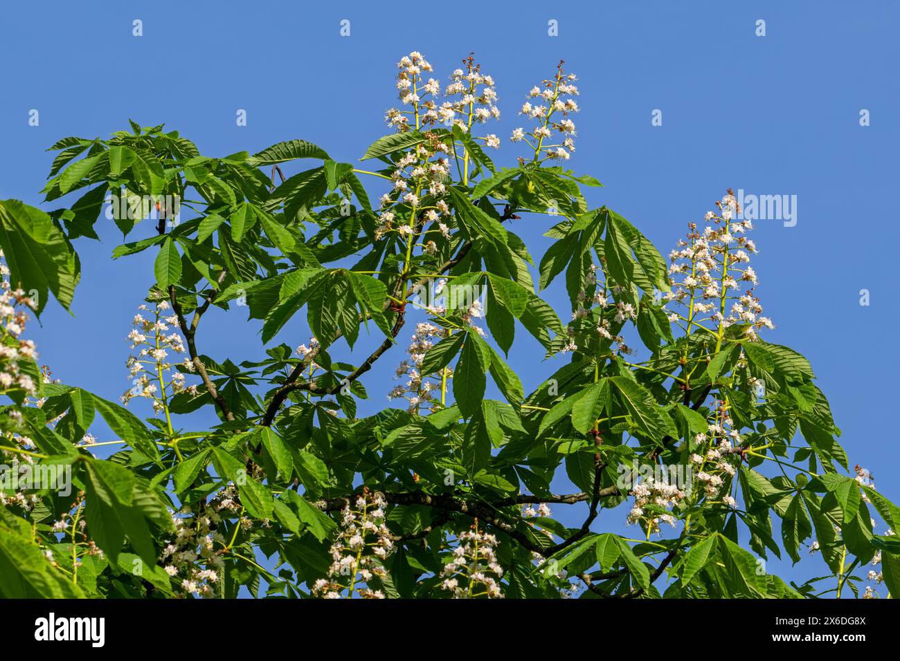 Arbre de châtaignier (Aesculus hippocastanum) en fleurs blanches et feuilles au printemps Banque D'Images