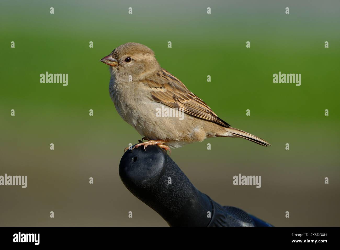 Maison moineau (passer domesticus) sur le guidon d'un vélo. Banque D'Images