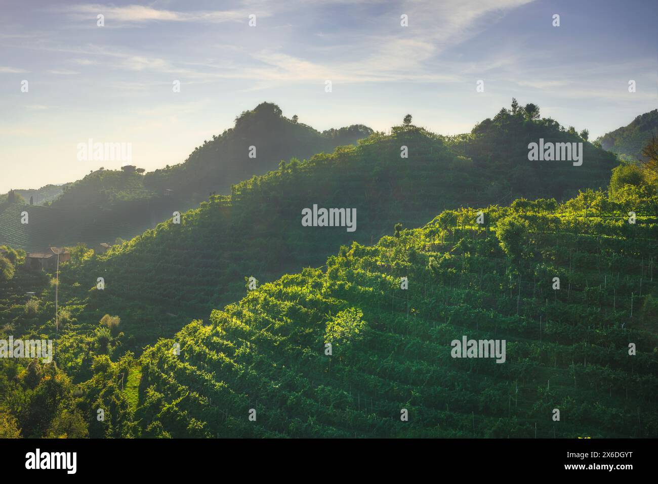 Vignobles des collines de Prosecco, site du patrimoine mondial de l'UNESCO. Valdobbiadene, région de Vénétie, Italie Banque D'Images
