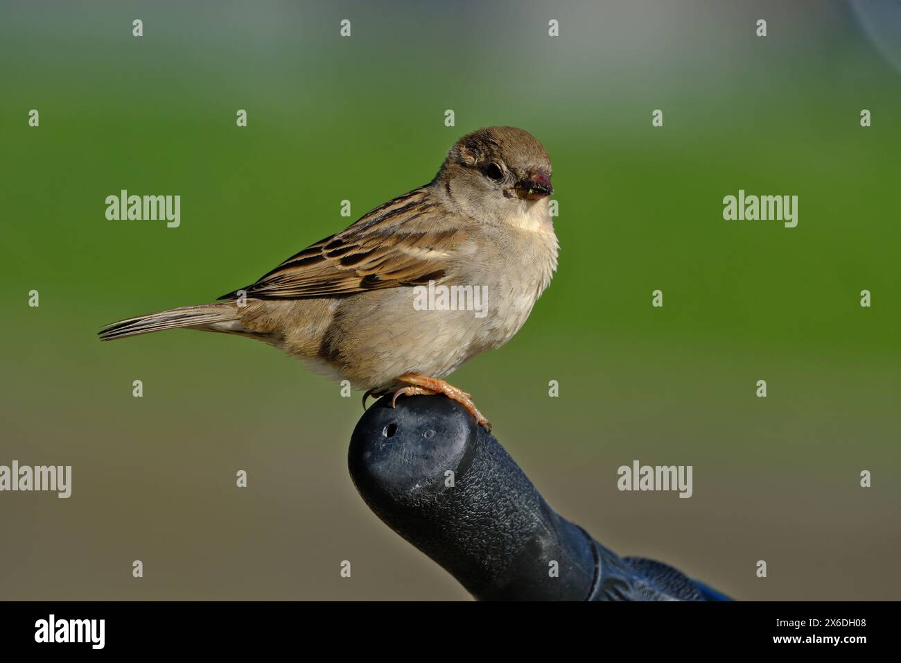 Maison moineau (passer domesticus) sur le guidon d'un vélo. Banque D'Images