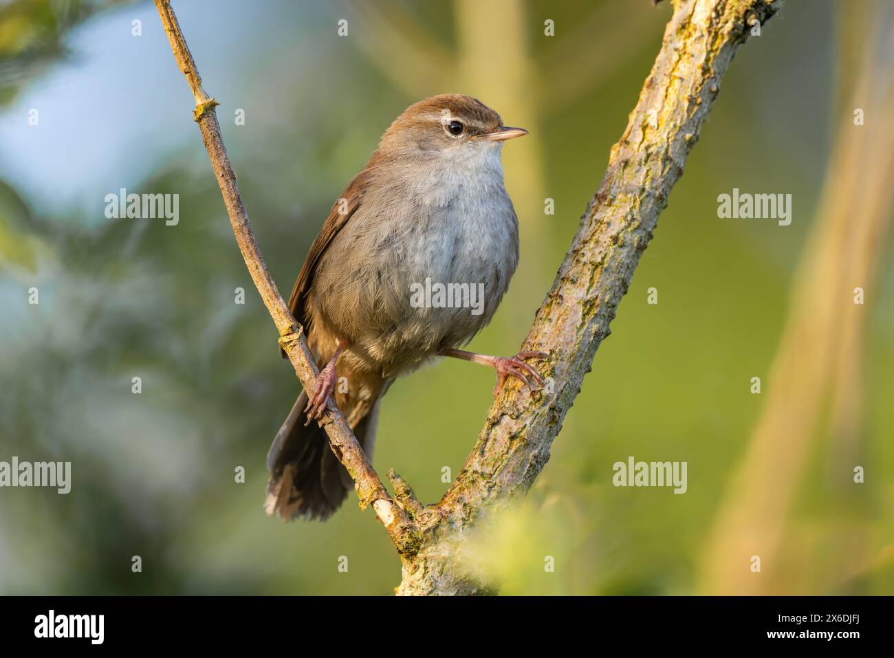 Paruline de Cetti perchée dans un vieux buisson d'aulne dans la lumière tôt le matin Banque D'Images