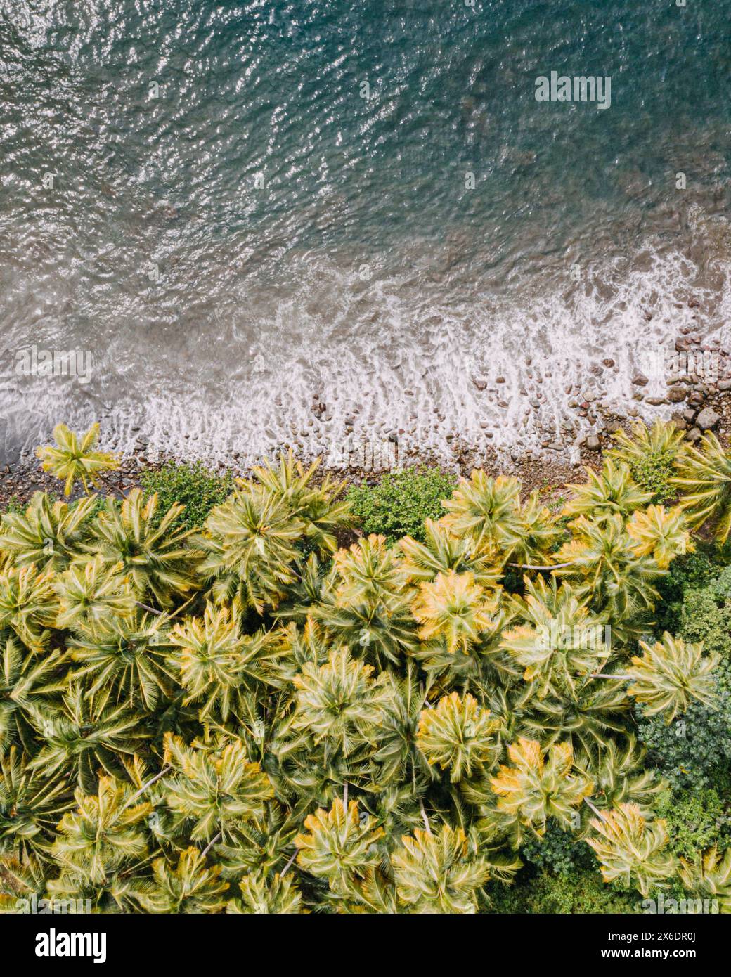 Vue aérienne des palmiers luxuriants et des vagues qui s'écrasent sur le rivage en Martinique Banque D'Images